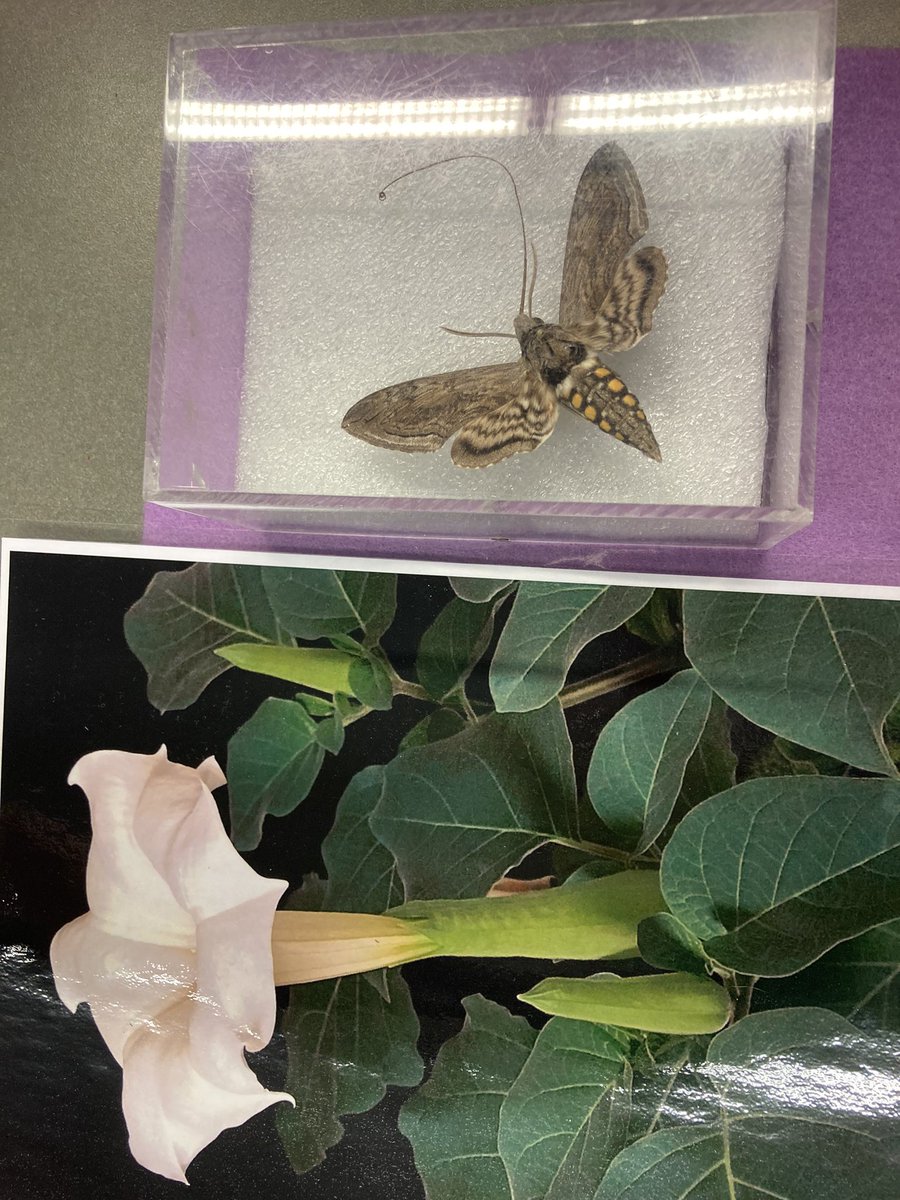 Alexis McBride tweet media