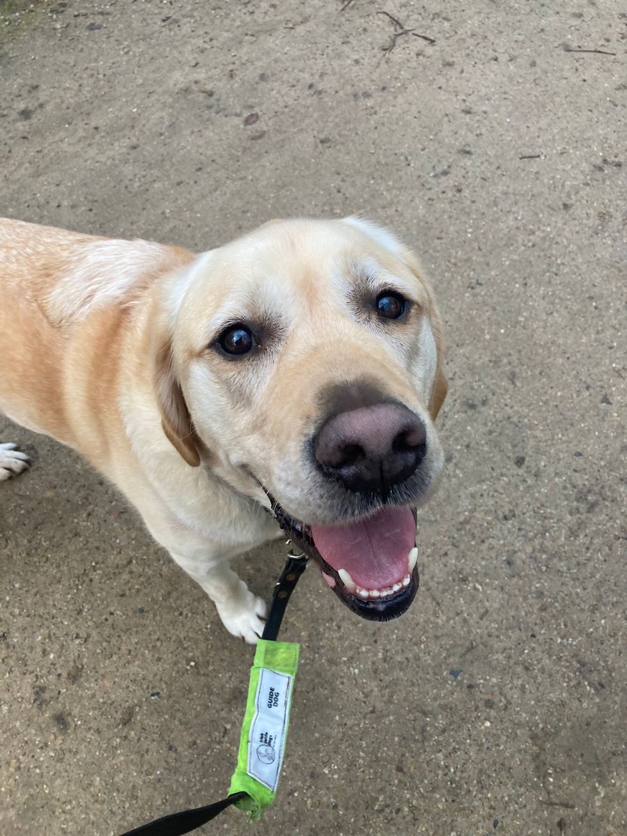 I heard today was #NationalWalkingDay so myself &amp; my pal <a href="/shanedbergin/">Shane Bergin</a> went for a walk this evening after work. As you can see I was very happy &amp; had a great time. 🦮