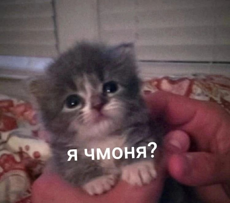 sunnwrld's tweet photo. шастун: *ошибается в гв*
арсений: *жеска отчитывает всех кроме шастуна*
арсений: 🥺шаст ну почему🥺ты неправильно написал?🥺я же тебе🥺все показал🥺ну ты соберись шаст🥺ладно🥺сейчас все получится🥺
шастун: https://t.co/elYP8yoQ07