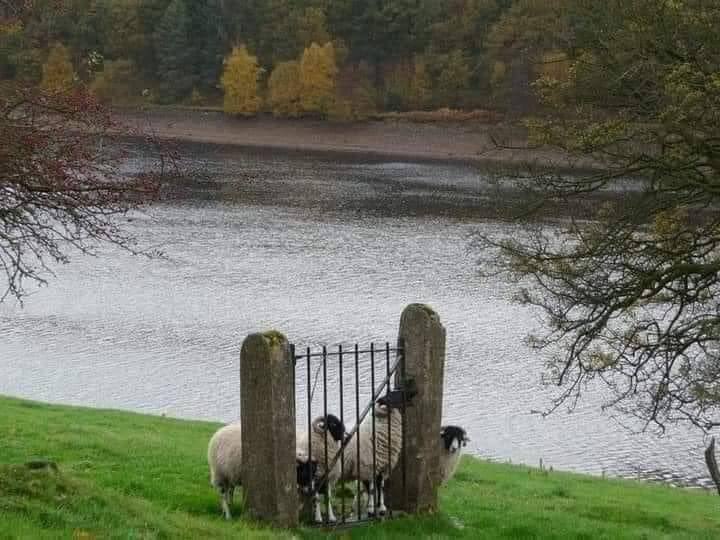 nochaveznada's tweet photo. «¡Nos están imponiendo el lenguaje incluyente!» https://t.co/M5u9EtiGDW