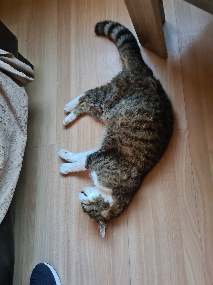 DieAparte's tweet photo. Ben fucking down, me kat Chico is na 13j overleden 😭😿 R.I.P grote vriend❤ https://t.co/kya35dZJ3a