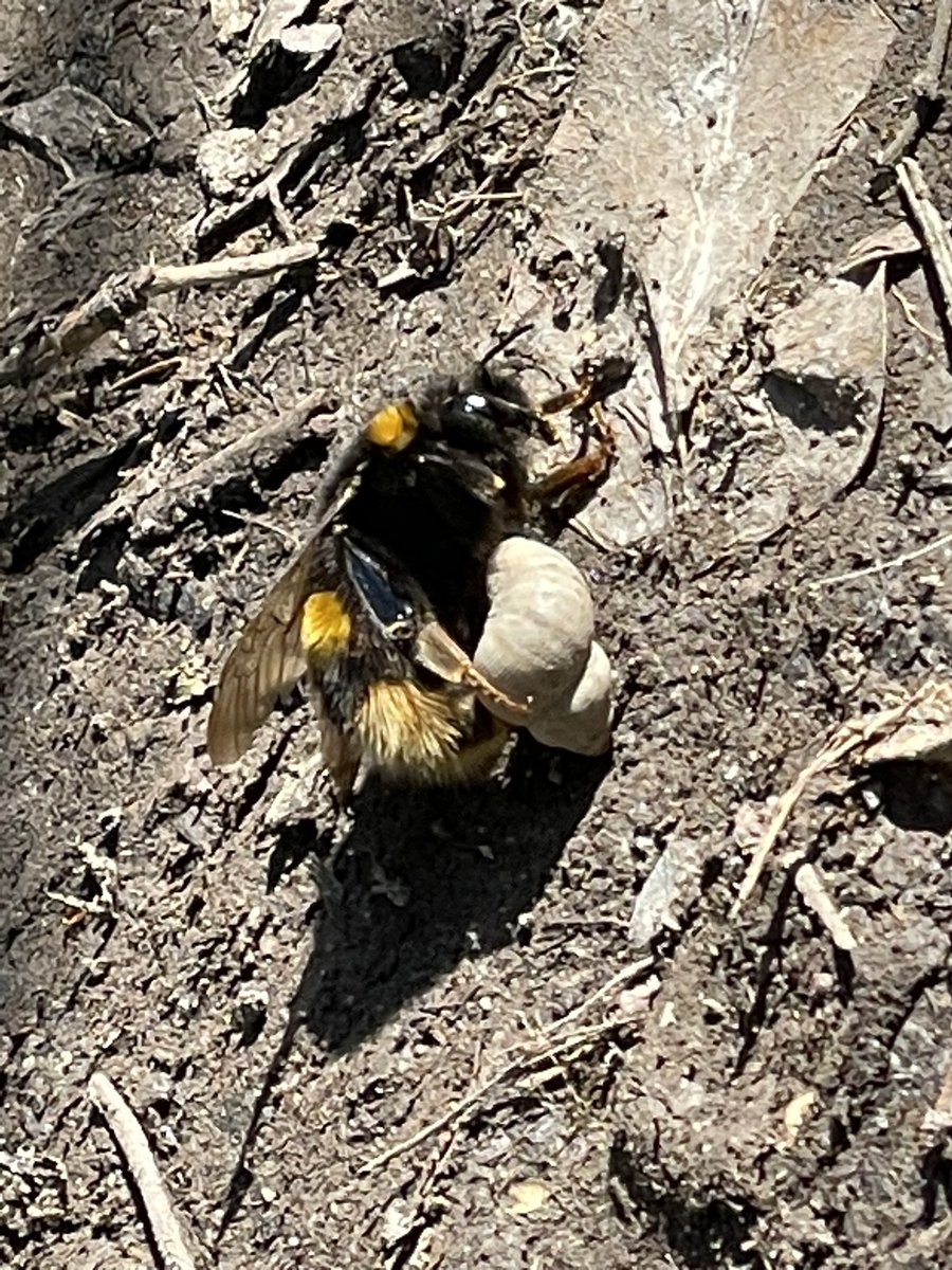 ValBurnage's tweet photo. What’s happening here? Bee dragging empty snail shell across a footpath at the foot of the North Downs in Kent. @michaelastracha @IoloWilliams2 @ChrisGPackham @MeganMcCubbin @BBCSpringwatch https://t.co/bFiYBO078M