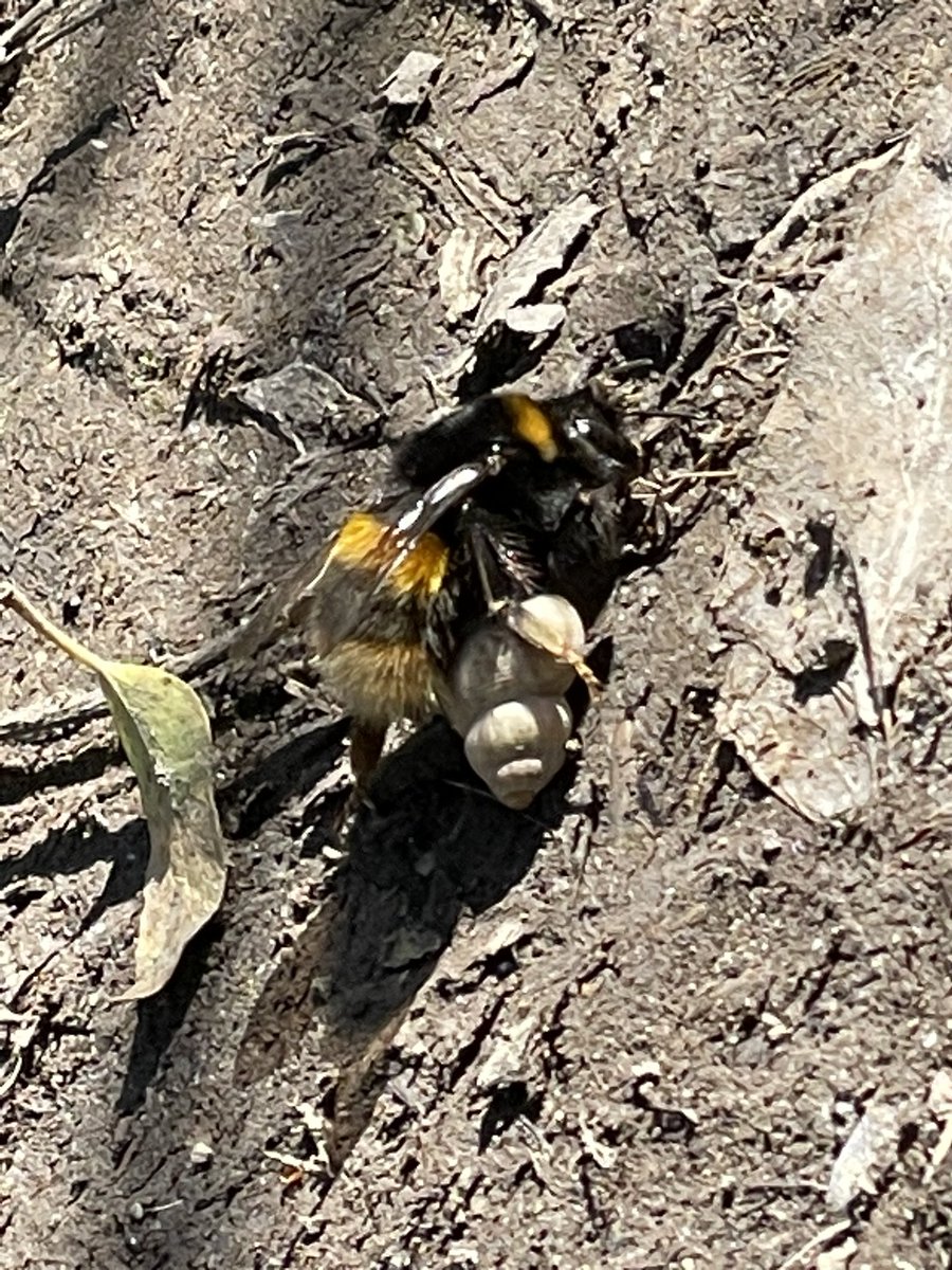 ValBurnage's tweet photo. What’s happening here? Bee dragging empty snail shell across a footpath at the foot of the North Downs in Kent. @michaelastracha @IoloWilliams2 @ChrisGPackham @MeganMcCubbin @BBCSpringwatch https://t.co/bFiYBO078M