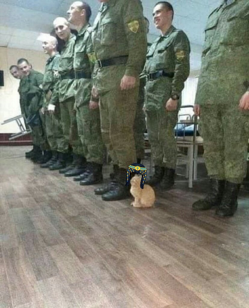 JadeAfton19's tweet photo. @AsianGuyStream Candace as a kitten that's in the army lol https://t.co/R7Vvv28SiO