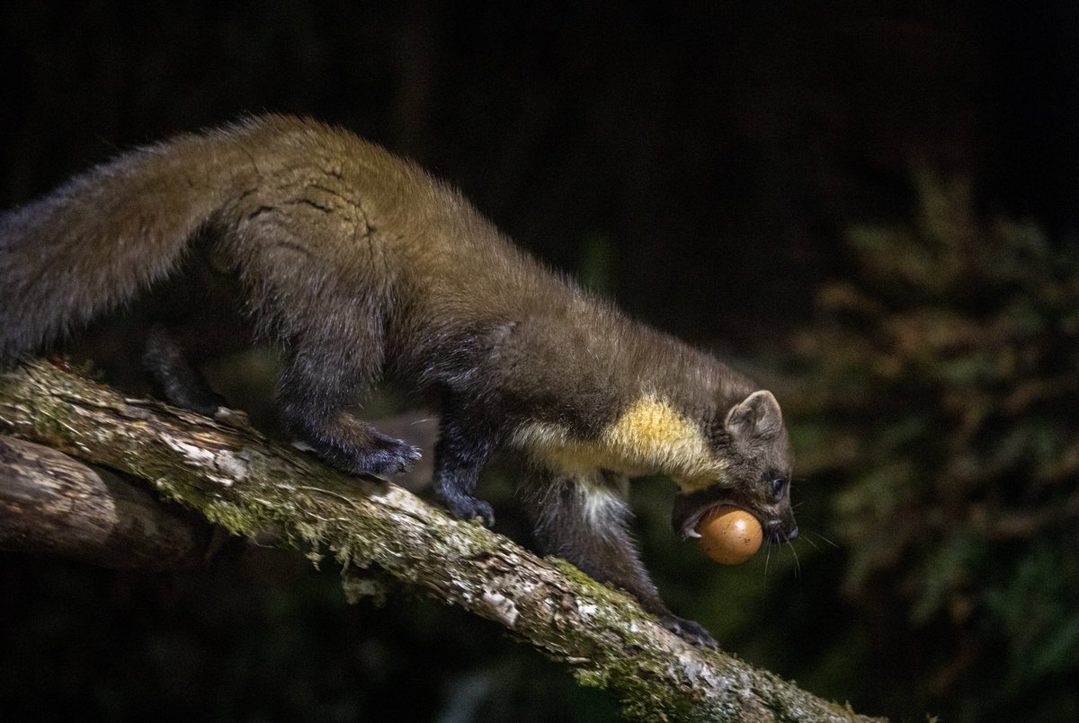 A pine marten snaffling an egg, near Lairg, Sutherland #scottishwildlife <a href="/discoverassynt/">Discover Assynt</a> <a href="/ScotWildlife/">Scottish Wildlife Trust</a> <a href="/BBCSpringwatch/">BBC Springwatch</a>