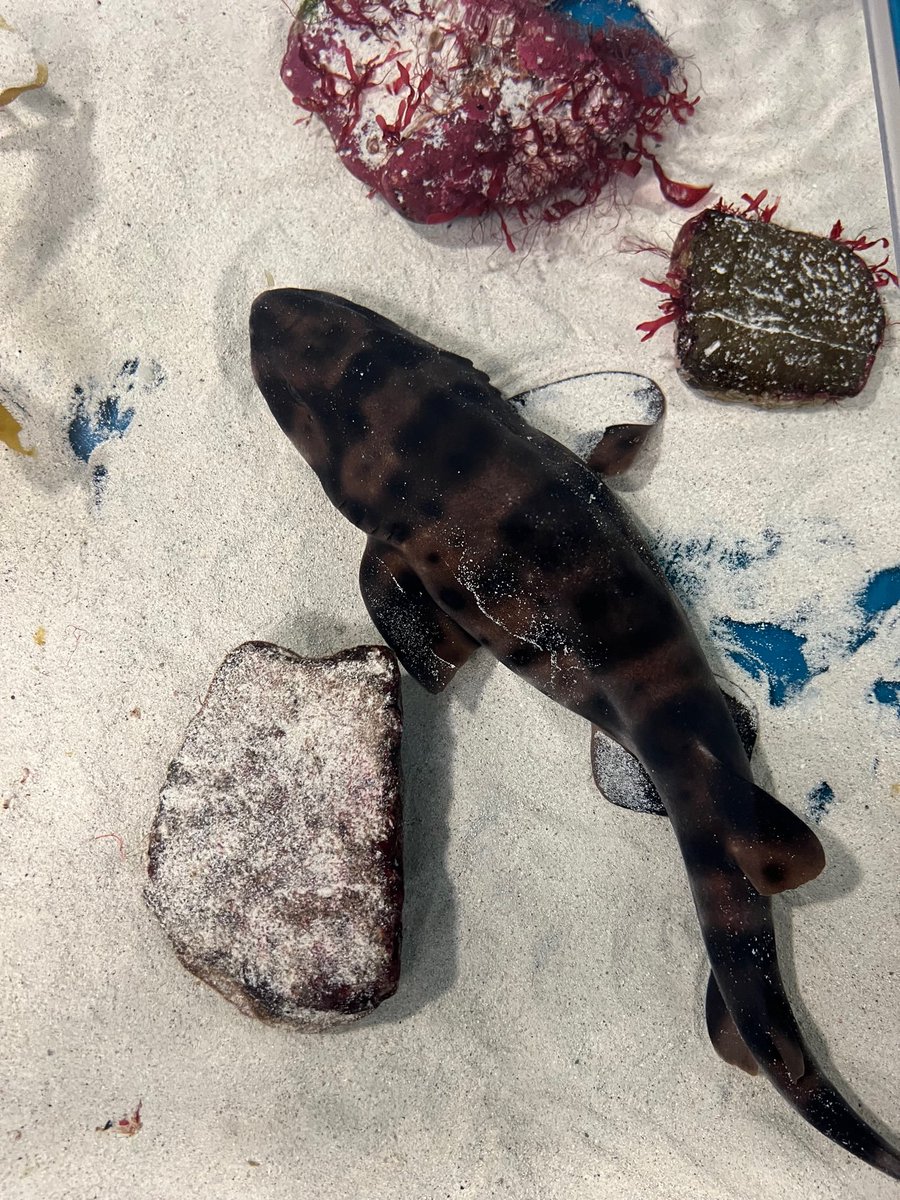OceanConnectors's tweet image. Our new 7th grade field trip to @birchaquarium at Scripps features shark labs for students to explore why leopard sharks summer in San Diego. Thank you to Birch for donating the admissions and lab experiences for all students!