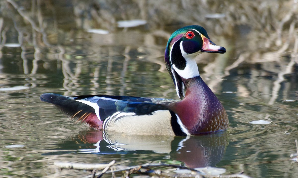 eshansen_2's tweet image. Wood duck drake and yellow trout lilies today in Rock Creek park, DC
#nikonphotography