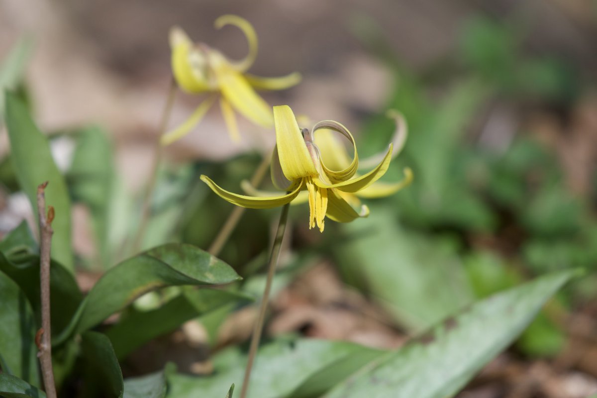 eshansen_2's tweet image. Wood duck drake and yellow trout lilies today in Rock Creek park, DC
#nikonphotography