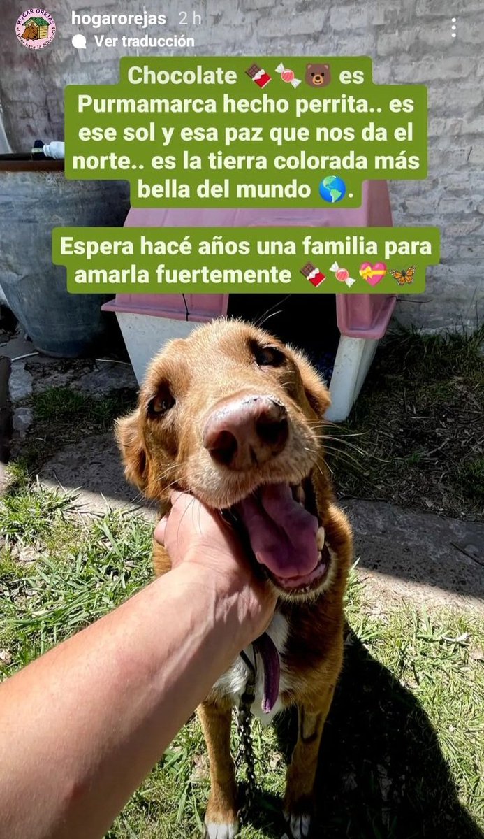 PerrosdeMerlo's tweet photo. Dale una oprtunidad a un perrito joven/adulto. Muchos esperan una familia en refugios y zoonosis. 
MOLLY y CHOCOLATE buscan familias responsables.
IG: @hogarorejas https://t.co/PZVoIETyRL