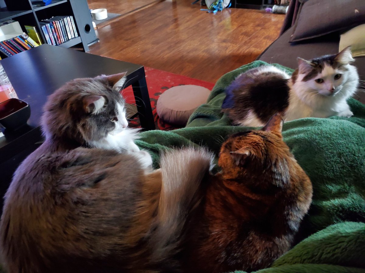 CatMomSays's tweet photo. Literally moments after this was taken, Loki (fluffy grey and white cat on the left) bopped Tilly (tortie) in the face and everyone scattered. Sigh. #CatMom #CatMomSays #LapCats #KittyDetente #MomentOfPeace #CatsOfTwitter #CatsOnTwitter #Cats #Cat https://t.co/zOXz0QNQMc