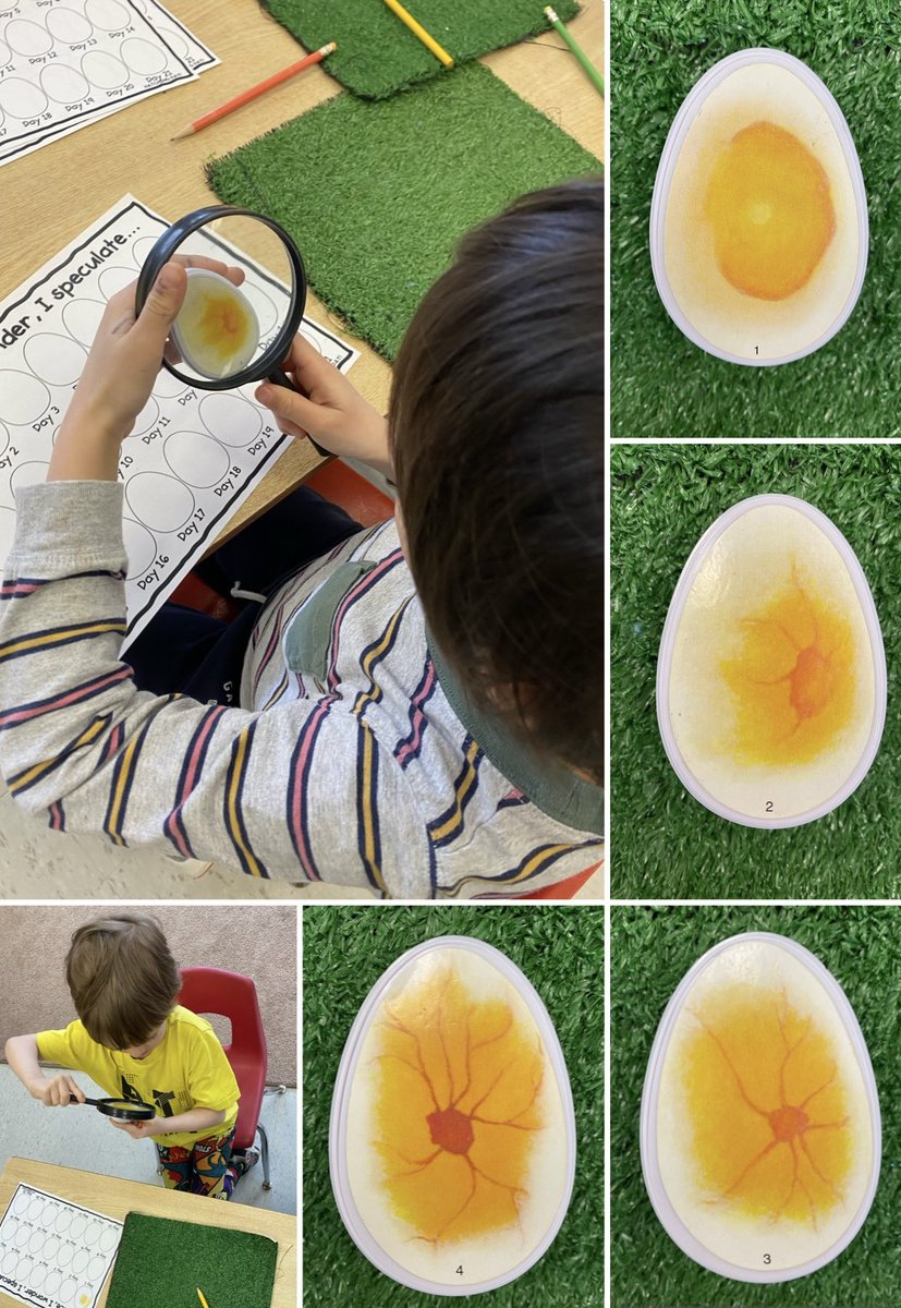 MrsShackelton's tweet photo. We have started to learn and research the development of a chick over the course of 21 days. The students were comparing and documenting the difference between the first 4 days of development ๐๐ฃ#animalinquiry #learningthroughdiscovery @DonnellyEmilie @louisearbourfi https://t.co/2fb1TZM5TO