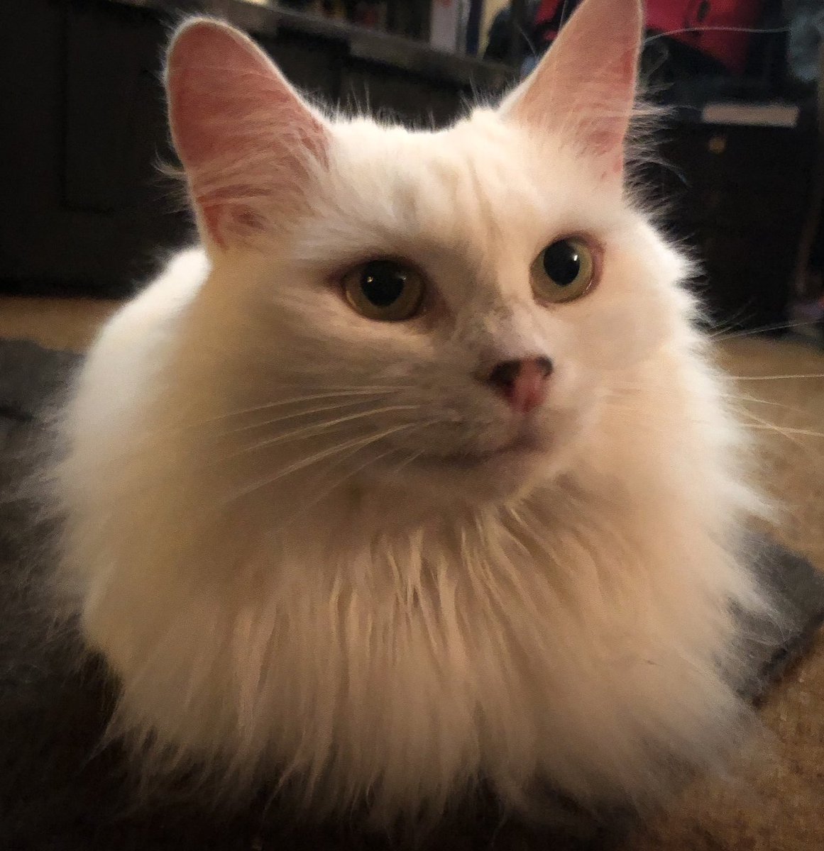 Cats Of Yore On Twitter Longhaired Cats Have Secret Pretzels do-all-cats-have-henry-s-pocket-xo-my-pets