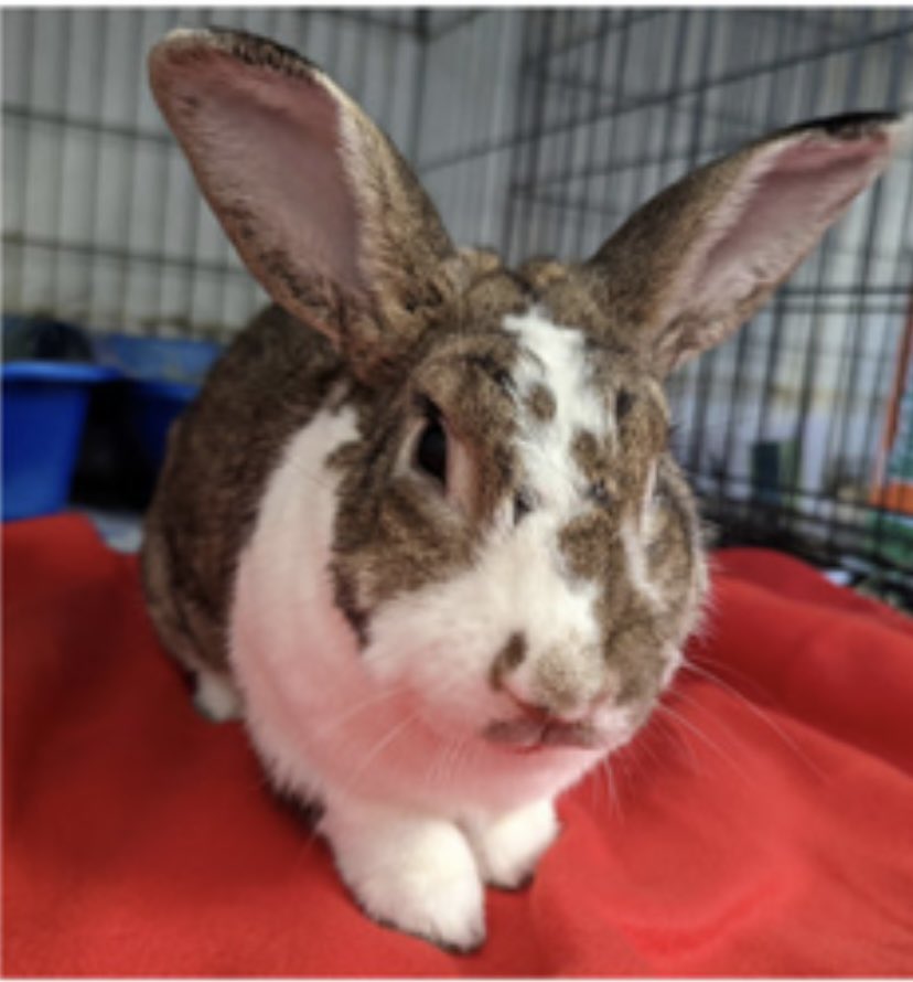 HenryScarf's tweet photo. Peanut Butter is my jam. #ProudBunMom #BunsOfTwitter https://t.co/OmRz5wAm5d