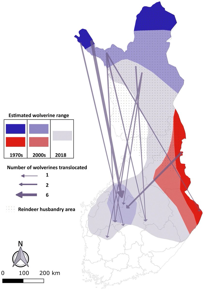 Wolverine populations crashed in the 19th century (i.e., 22 den sites in all of Finland). But translocations are helping to increase population size, range, and diversity. Genetics shows that moved animals live and reproduce for many generations. #2023MMM doi.org/10.1007/s10592…