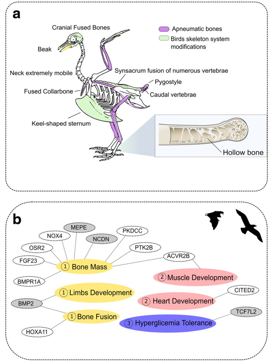 Powered flight evolved independently in birds &amp; bats but followed similar evolutionary paths. For instance, in both cases, there were strong constraints &amp; positive selection on genes related to body size &amp; skeletal structure (Machado et al. 2016). #2023MMM bmcgenomics.biomedcentral.com/articles/10.11…