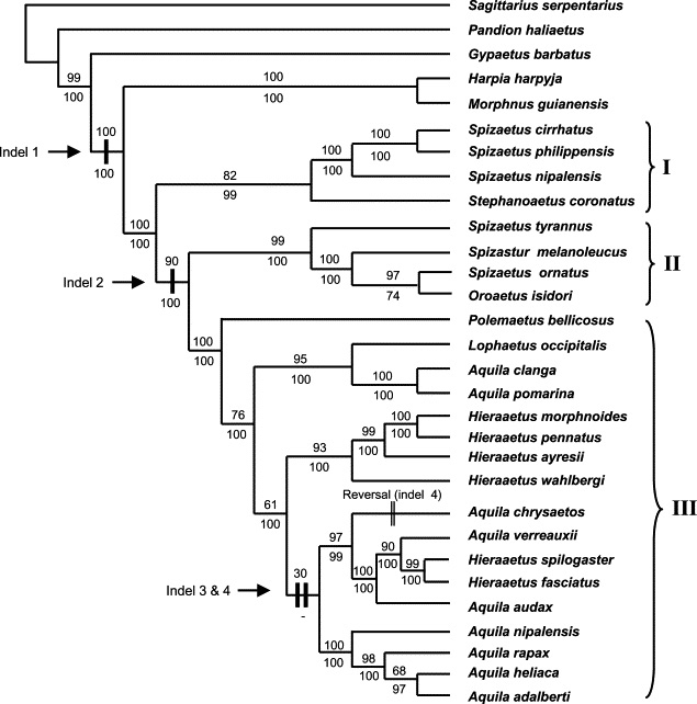 Using mitochondrial &amp; nuclear genes, Helbig et al. (2005) estimated the origins of Accipitriformes eagles at about 12–15 million years ago. They've also shown that the Golden Eagle is distantly related to MMM 2021 runner-up, the Harpy Eagle. #2023MMM #RIP sciencedirect.com/science/articl…
