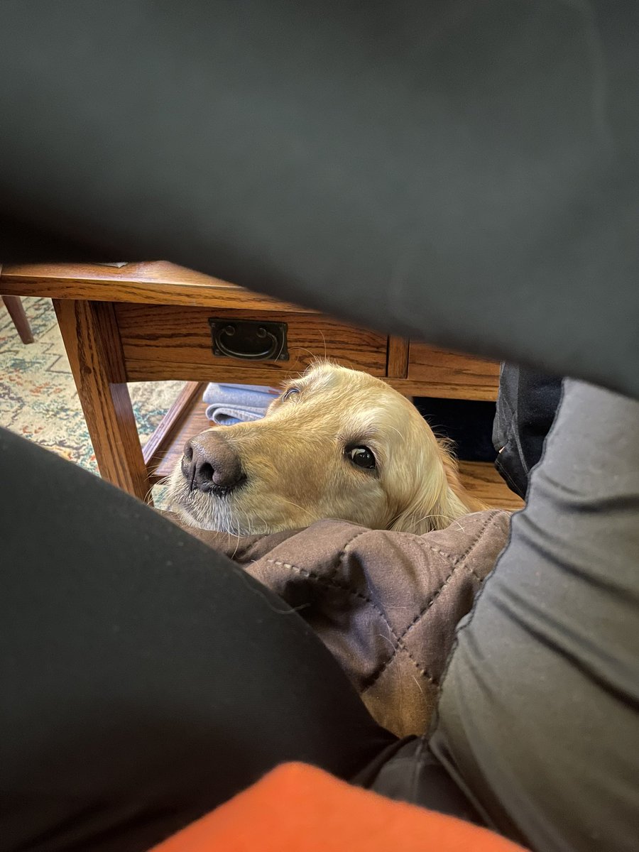 CAH_bam12's tweet photo. What the other side of my phone sees when Sunny is feeling neeeeedy https://t.co/ROZ4faSLZs