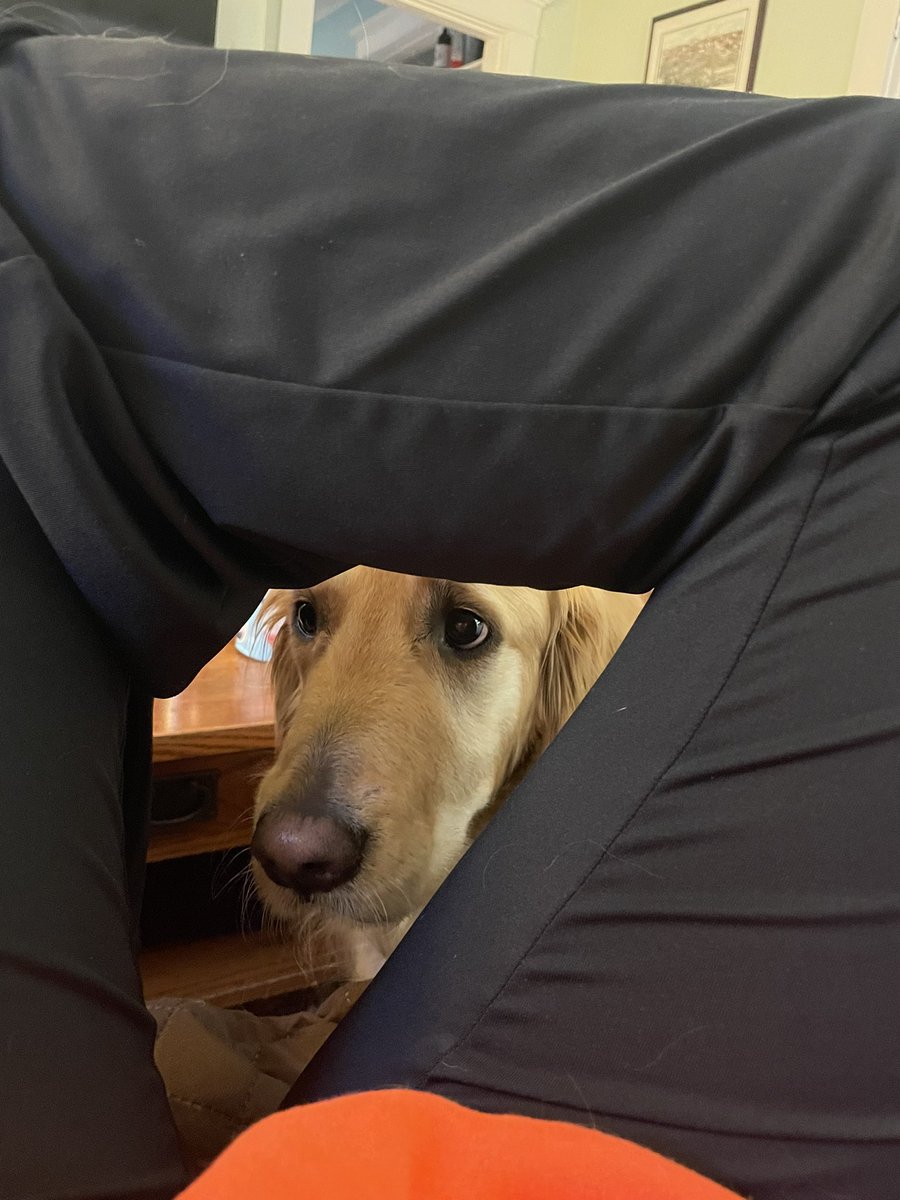 CAH_bam12's tweet photo. What the other side of my phone sees when Sunny is feeling neeeeedy https://t.co/ROZ4faSLZs