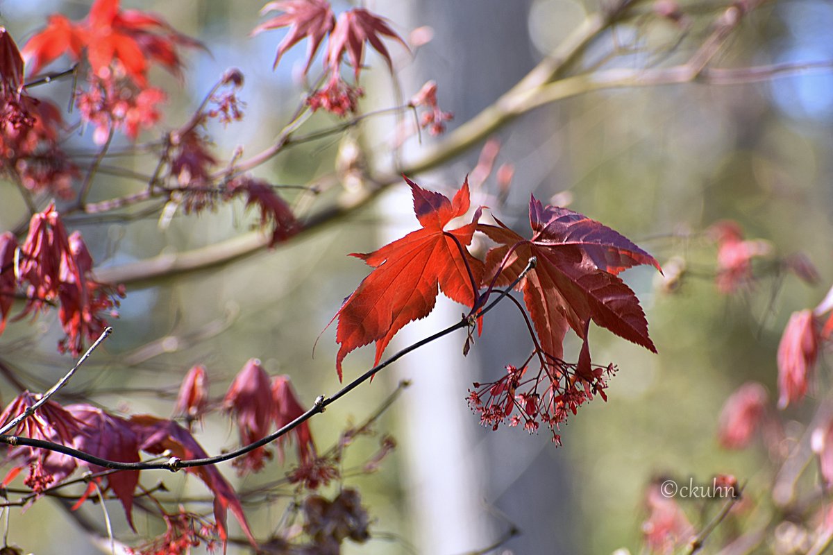 It's spring and the Japanese Maple is showing off for #MondayRed. 🍁❤️ #NaturePhotography #Nature #SpringColors #Trees