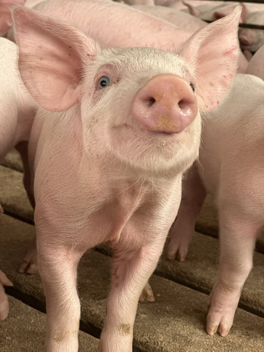 brooklynashcraf's tweet photo. @FarmerTomGraham has some pretty photogenic piggies🐷🐷 https://t.co/jGYPPC9gYW