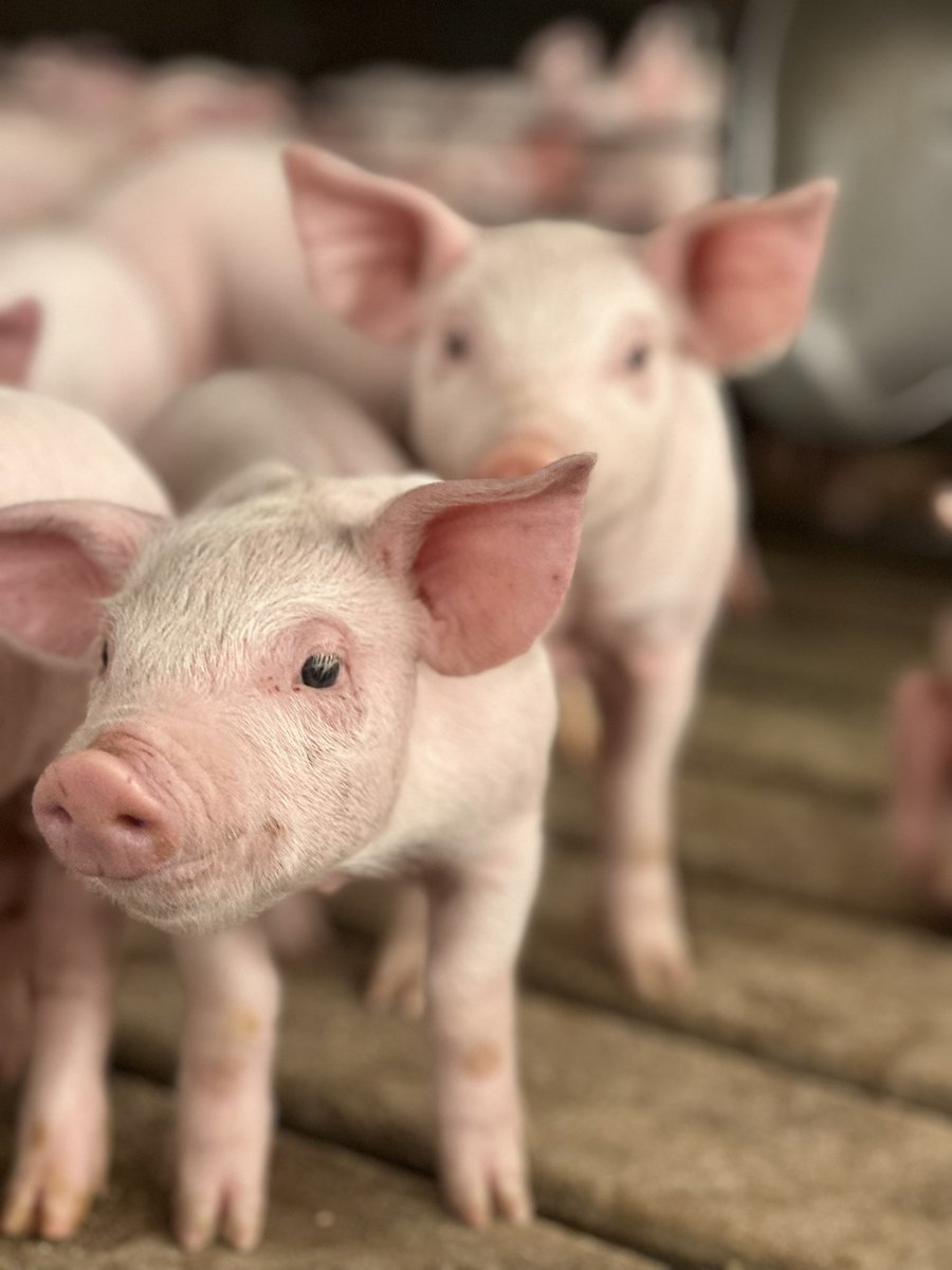 brooklynashcraf's tweet photo. @FarmerTomGraham has some pretty photogenic piggies🐷🐷 https://t.co/jGYPPC9gYW