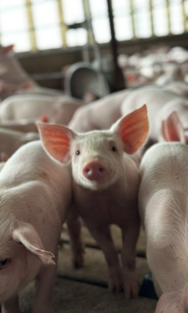 brooklynashcraf's tweet photo. @FarmerTomGraham has some pretty photogenic piggies🐷🐷 https://t.co/jGYPPC9gYW