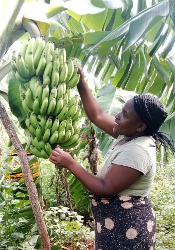 WorldConnectUS's tweet image. Great photo received today from PAZESA Horticultural Community in #Zambia, showing the sustaining impact of a $3,750 investment in new banana farming techniques. #HIVAIDS orphans and widows have new access to economic engagement thanks to this project. #locallyleddevelopment