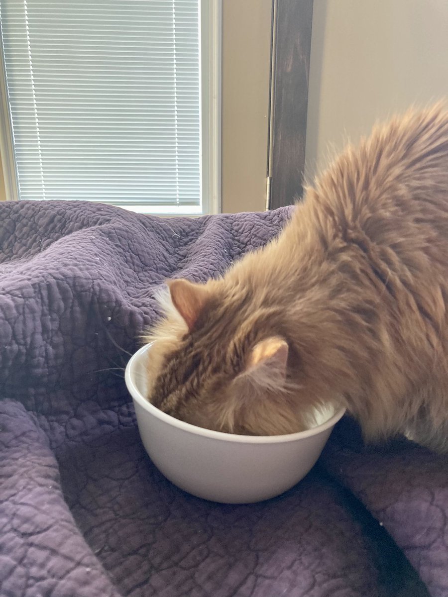 LoquaciousLeo's tweet photo. Today Chosen Human learned I like tofu miso soup. #CatsOfTwitter https://t.co/EHe9mce5IL