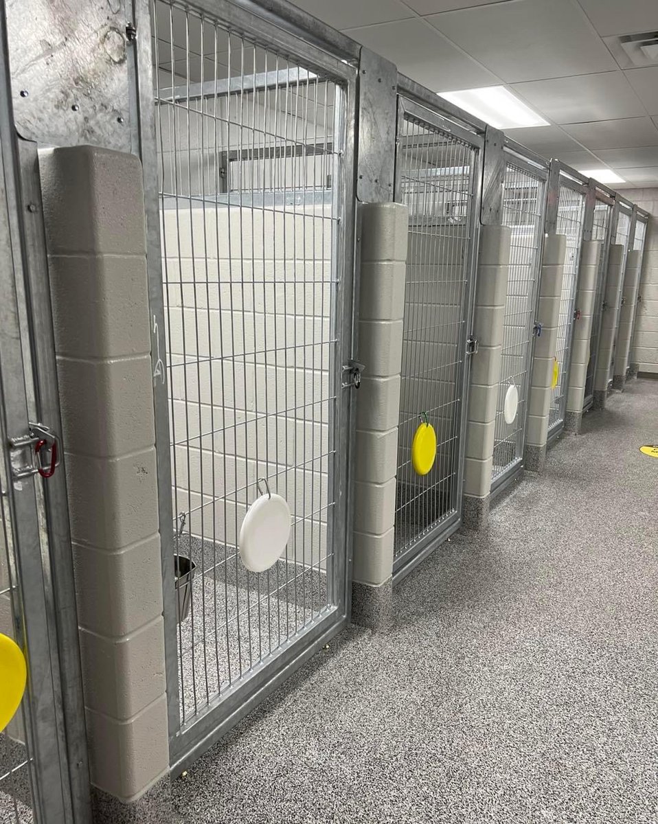 Detroit Dog Rescue tweet media