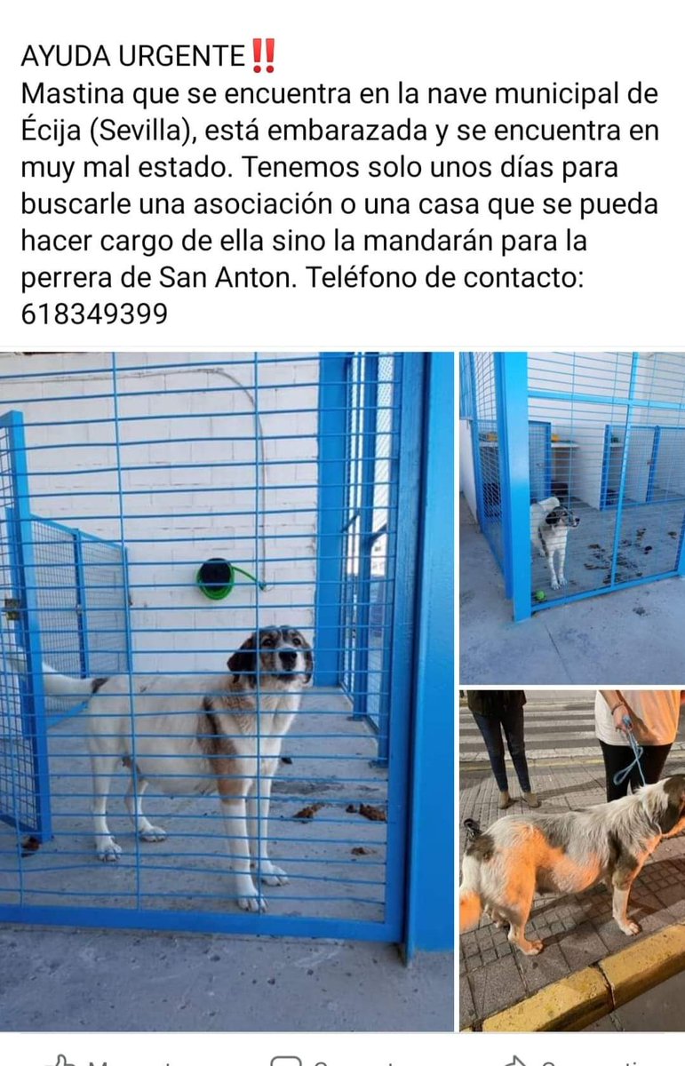 SilviaMylo's tweet photo. Esta es la mastina publicada durante 4 dias y como nadie se preocupó ha acabado en San Anton  Si no se saca parirá en la perrera 😢 💔 https://t.co/NVjZxz2MVL