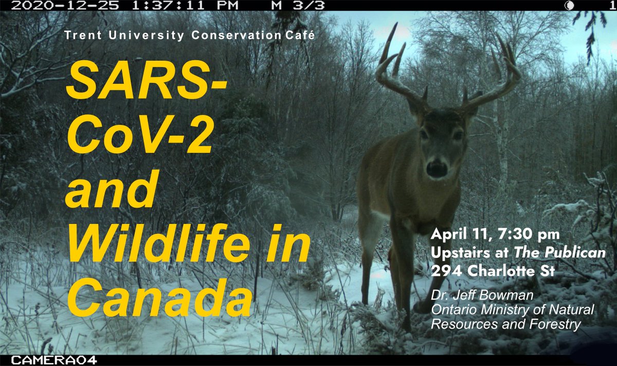 TrentConserve's tweet photo. Tonight's our April Conservation Cafe, featuring the wonderful @jeffcbowman. The talk starts at 7:30 pm upstairs at The Publican and will explore what all the wildlife got up during the pandemic while we were away.
Free, as always, with a cash bar. https://t.co/SCJfPC6cIY