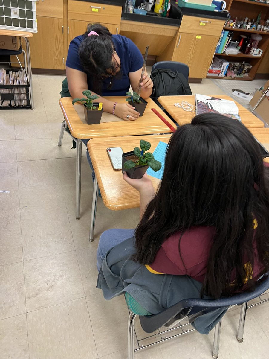 MHS-stings (@stings_mhs) on Twitter photo Today was harvest day for our second trial <a href="/GrowBeyondEarth/">Growing Beyond EarthⓇ</a> our plants produced a tasty and flavorful leaf 🥬 Today was harvest day for our second trial <a href="/GrowBeyondEarth/">Growing Beyond EarthⓇ</a> our plants produced a tasty and flavorful leaf 🥬