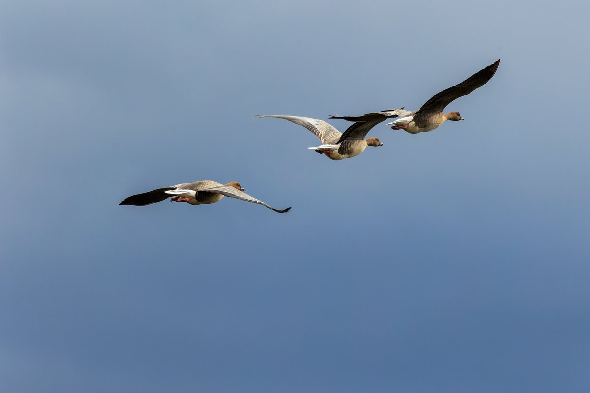 midswildlife's tweet image. Pink-footed Geese at RSPB Marshside on Saturday. Impressed to see the sheer numbers flying over in formation and feeding on the salt marshes. Pushing the White-fronted as my favourite geese (haven't seen a gaggle of Brent Geese yet.....). @RSPB_Ribble
#Marshside
