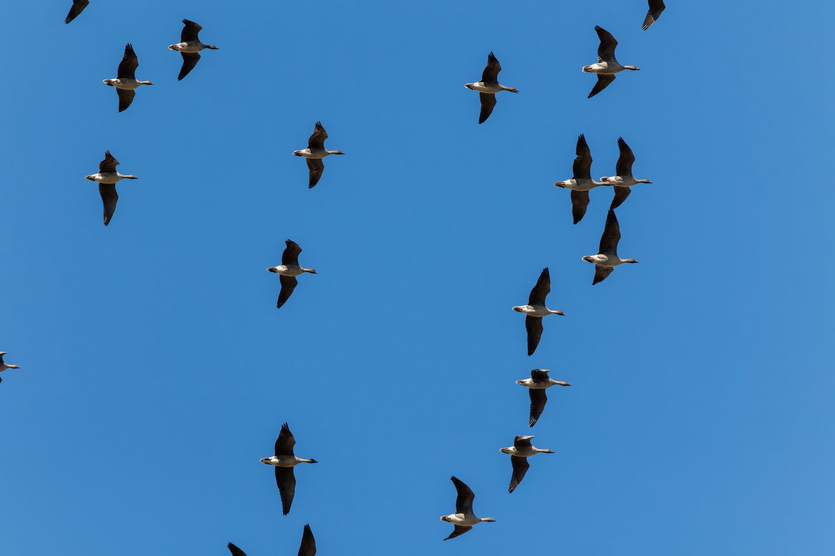 midswildlife's tweet image. Pink-footed Geese at RSPB Marshside on Saturday. Impressed to see the sheer numbers flying over in formation and feeding on the salt marshes. Pushing the White-fronted as my favourite geese (haven't seen a gaggle of Brent Geese yet.....). @RSPB_Ribble
#Marshside