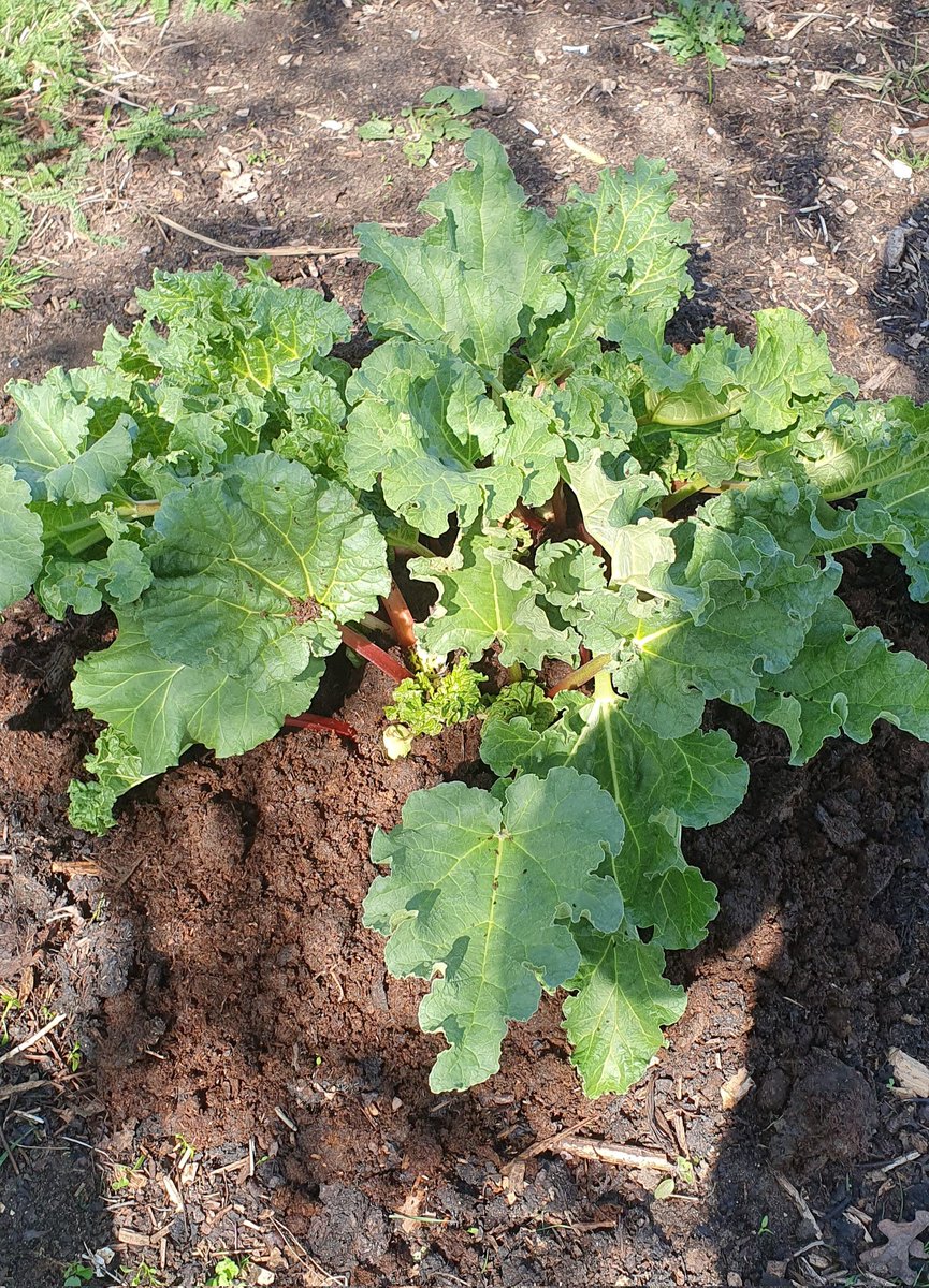 #organicgardening
#SoilHealth 
#kitchengarden 
#royalmidsurreygolfclub
#sustainablegolf
1 of our members here at RMSGC gave me good bulk load of manure so,we going to have some very happy rhubarb/courgettes and the Rose border.  Give me a bag of s**t & I'm a happy man ✌️🤣