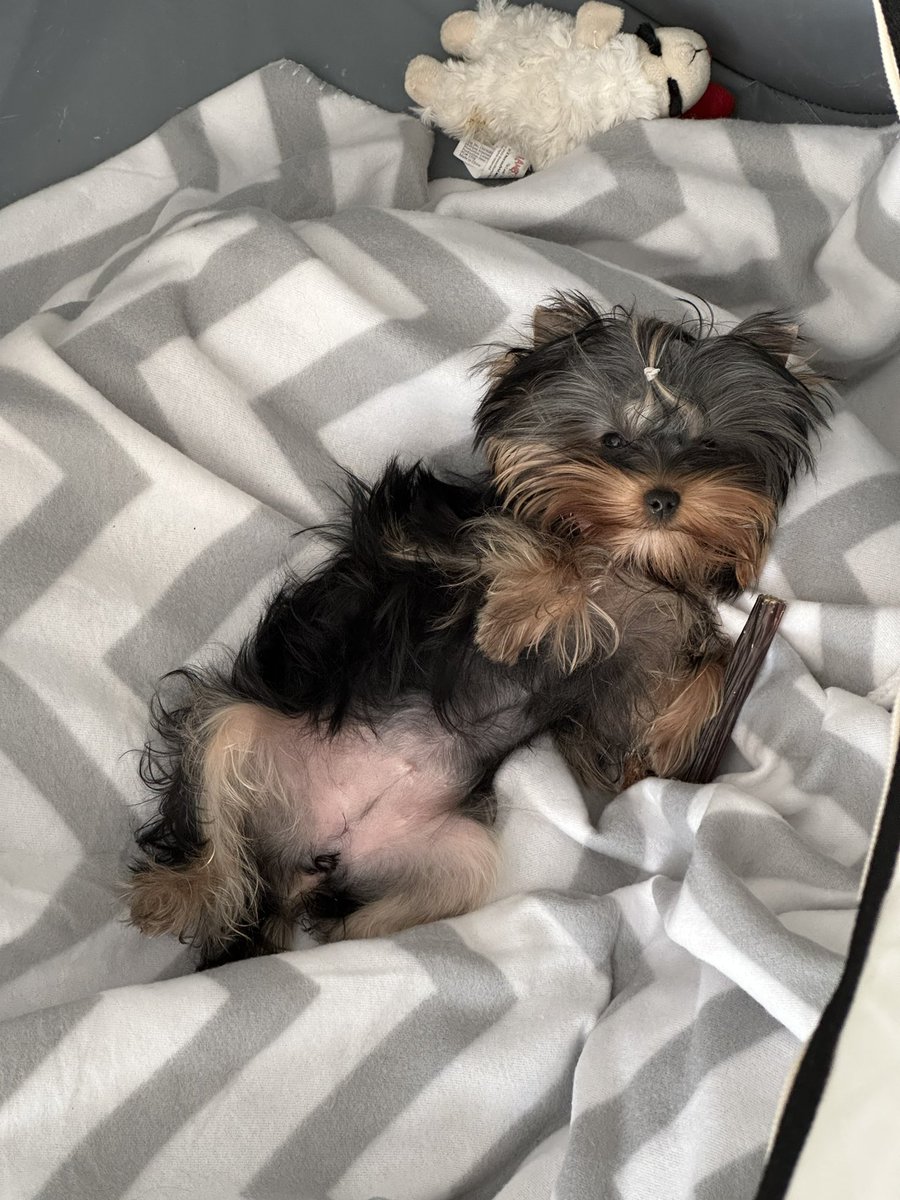 Xinyu Fu tweet media