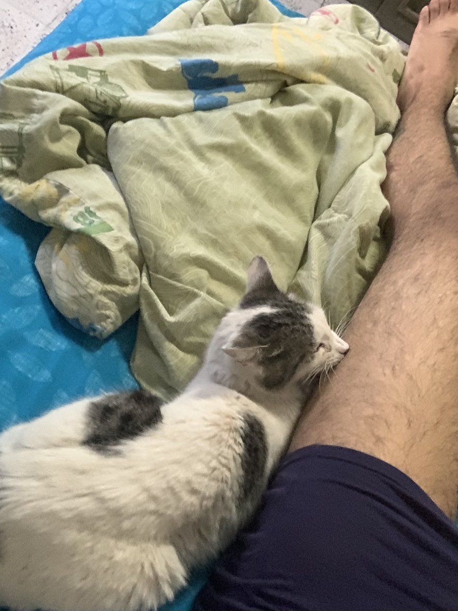 Mi único amigo actúa normal todo el tiempo, pero su actitud cambia al anochecer
Se percata de que este dormido para intentar someterme y acabar con mi vida
#cats #gatos
