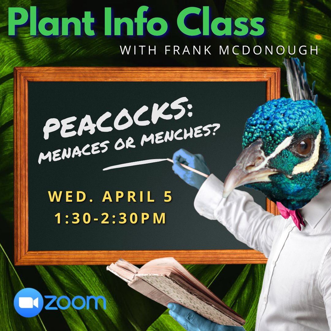 LAArboretum's tweet photo. This month's #PlantInfoClass is dedicated to the #Arboretum #peafowl. Join Frank &amp; learn interesting facts about these beautiful &amp; controversial #birds.

Registration required for this free Zoom.

#Peacock #Peacocks #Birding #IndianPeafowl #Nature #Wildlife #LAWildlife #LANature https://t.co/ENcbVR9n9j