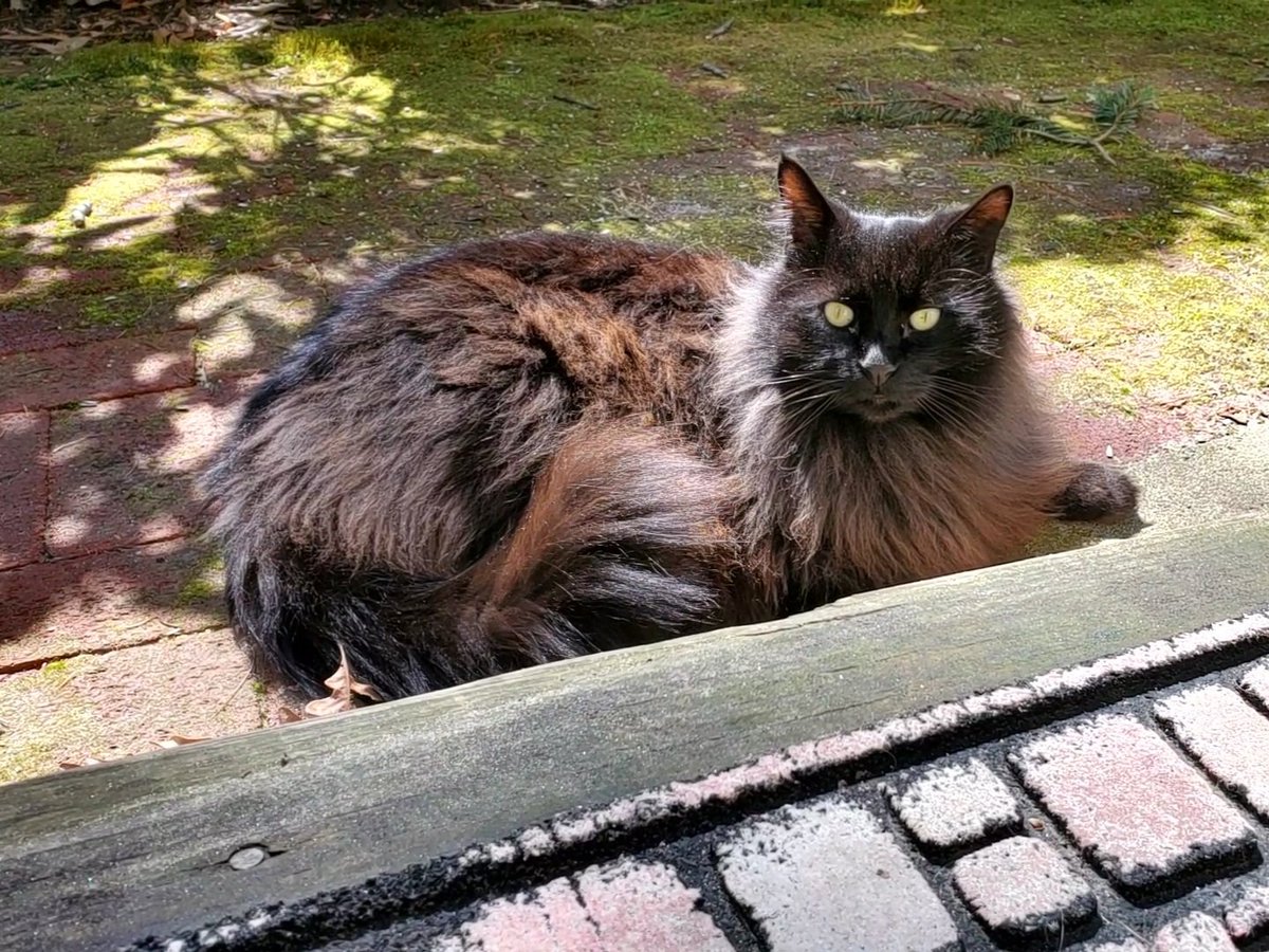 JulieRFoster's tweet photo. Update from my cottage: 
these are some of the critters that come to visit me in the afternoon https://t.co/oRskyFVlJu