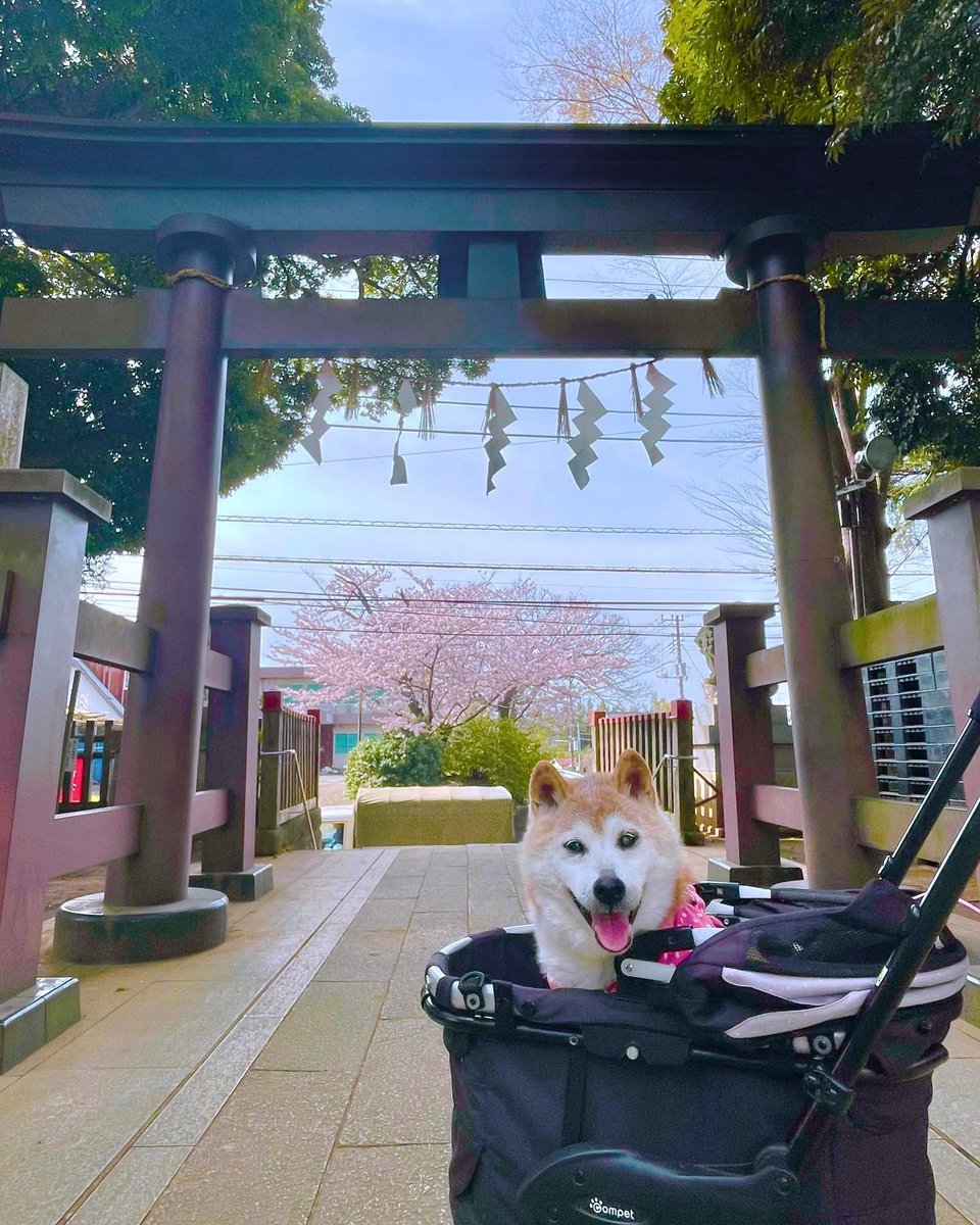 KABOSU THE DOG IS LITERALLY STILL ALIVE. She's an old lady who can't move around much anymore but whos getting spoiled rotten every day till the end