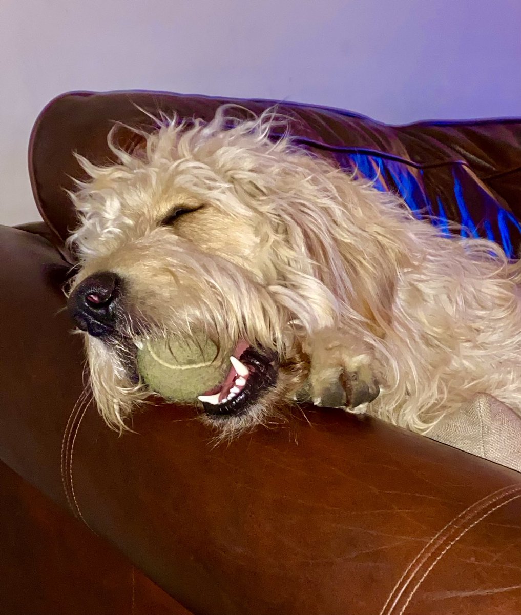 BadFiggle's tweet photo. When you’re super tired after a good walk (which involved meeting new friends and trying to swim with geese and swans) but refuse to give in to it. It’s very that atm #HTSC https://t.co/5Lsd3wV50d