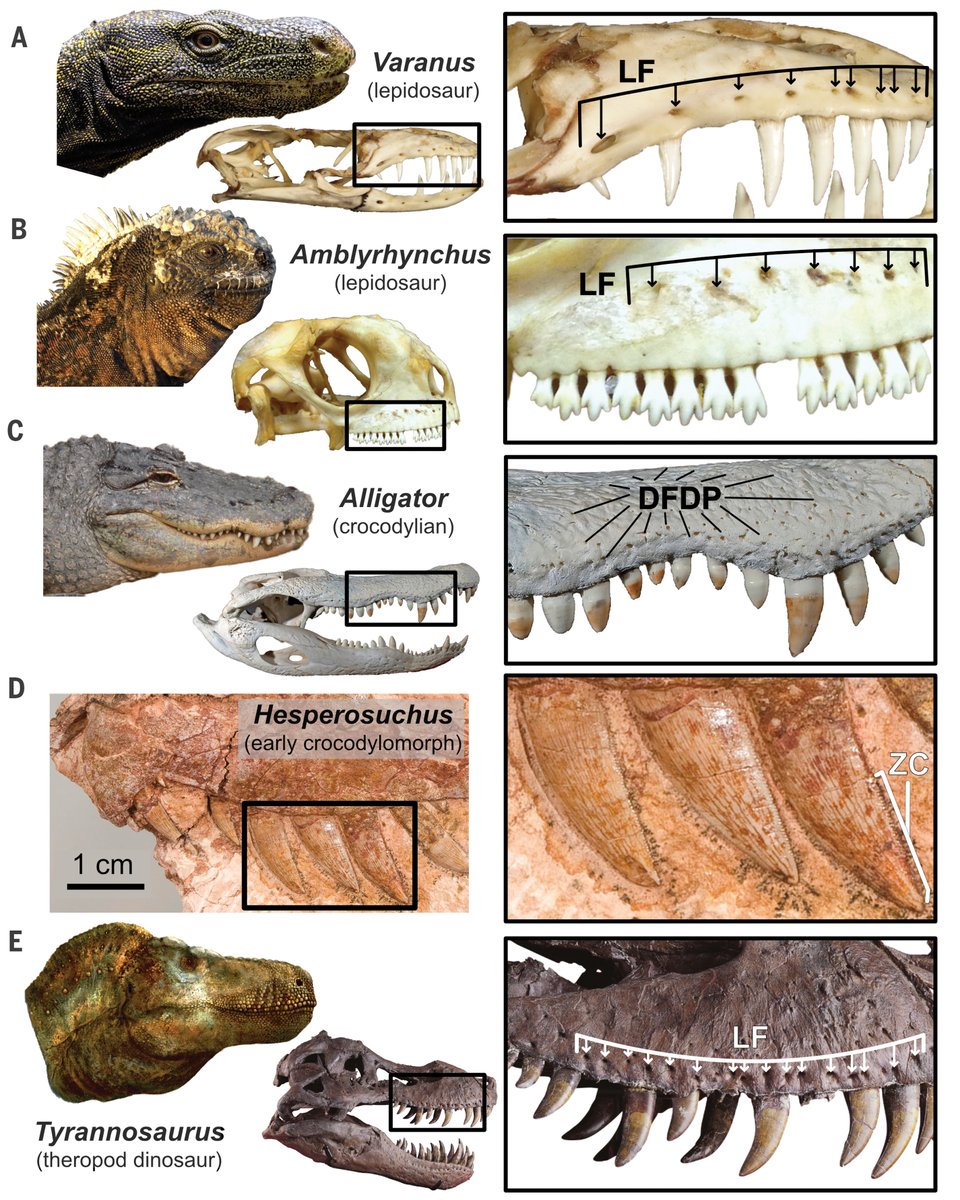 Contrary to more than a century of scientific and popular depictions, the large teeth of Tyrannosaurus rex and other toothy theropod dinosaurs were likely completely covered by thin, scaly “lips” when the mouth was closed, a new Science study finds. scim.ag/27l