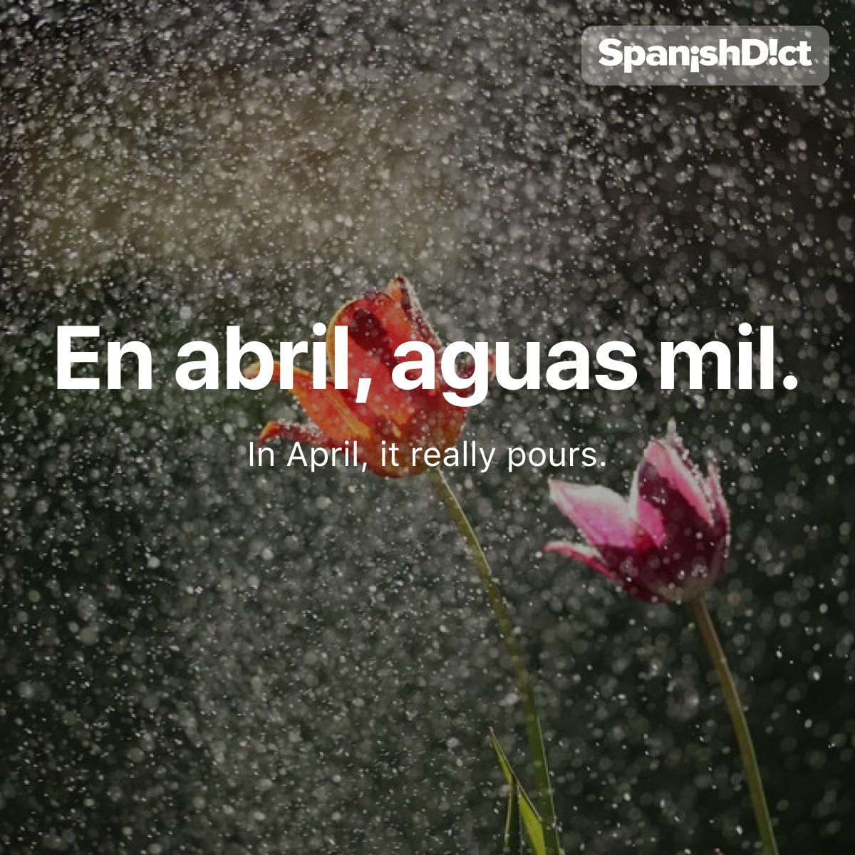 SpanishDictionary.com tweet media