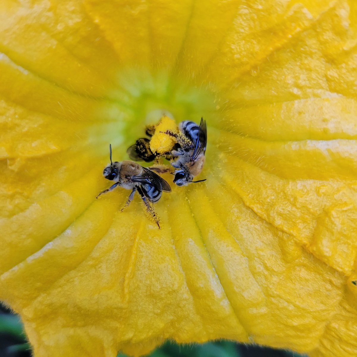 mmlopezu's tweet photo. We also found strong evidence of positive selection across 20% of the genome of the #squashbee populations that exclusively inhabit agricultural environments in eastern North America @_avehi @JayDEvans88 @KapheimLab https://t.co/7zz2z2i6cC