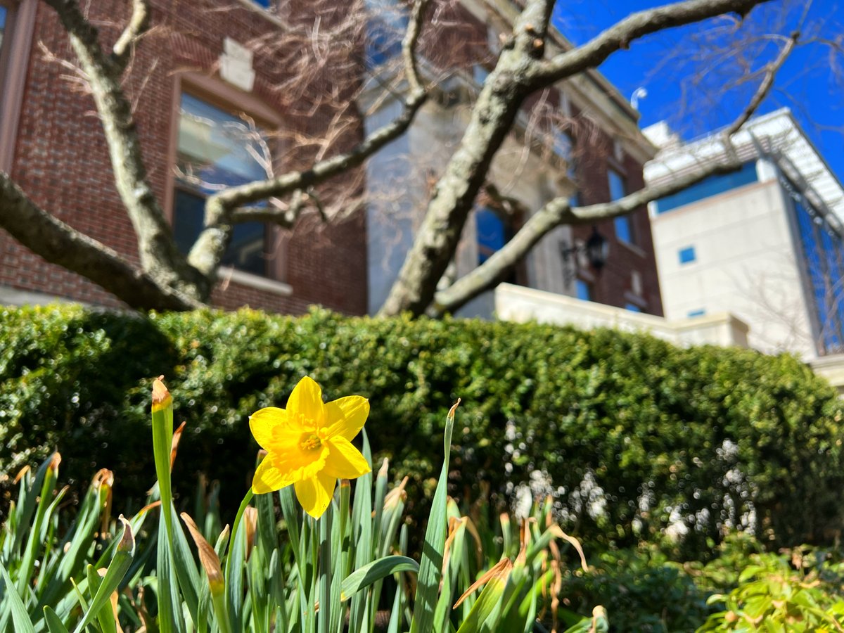 dental_harvard's tweet photo. Spring has sprung at HSDM ๐ผ
#HSDM #HarvardInSpring https://t.co/vJpBRIoZmd