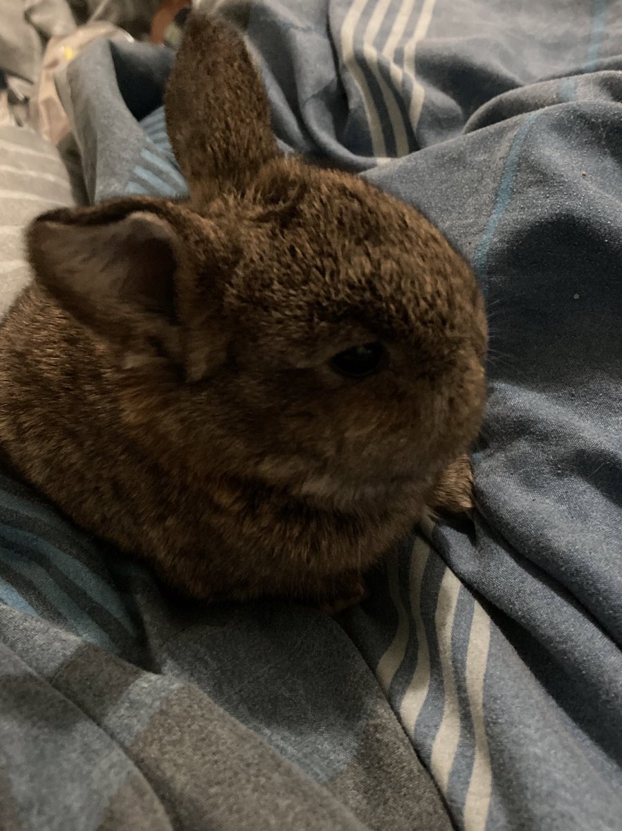 AfkAwkward's tweet photo. @JamesMarriottYT This my rabbit it’s name is Coco :D https://t.co/1cHHPaa2Nk