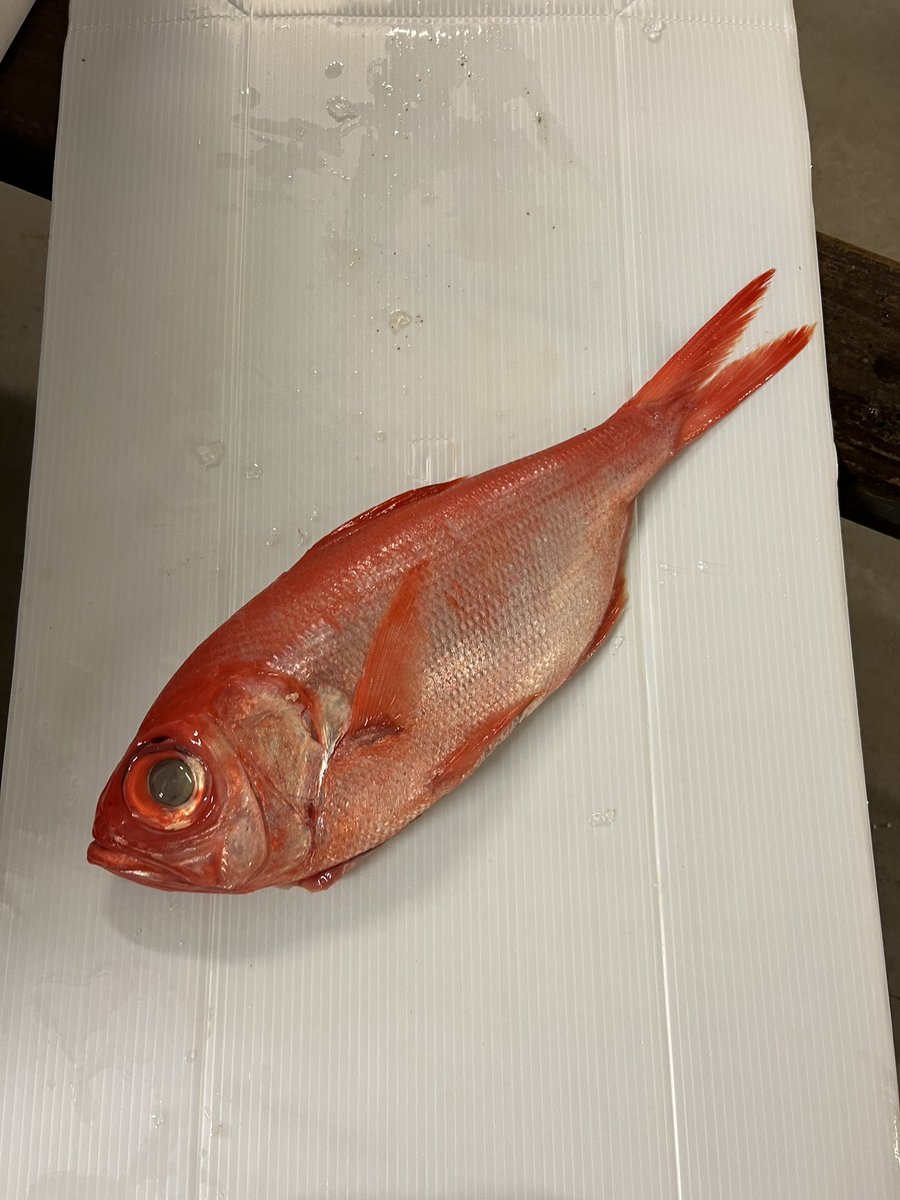 naesheim's tweet photo. My fav fish at the moment #kinmedai https://t.co/GB4sAbV2TD
