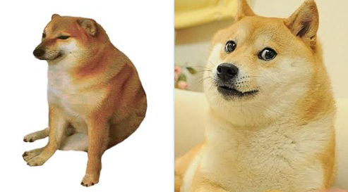 _katt_mo's tweet photo. como es que hay gente que confunde a Doge con Cheems? son nuevos en Internet o que? https://t.co/8tznWfIkc5