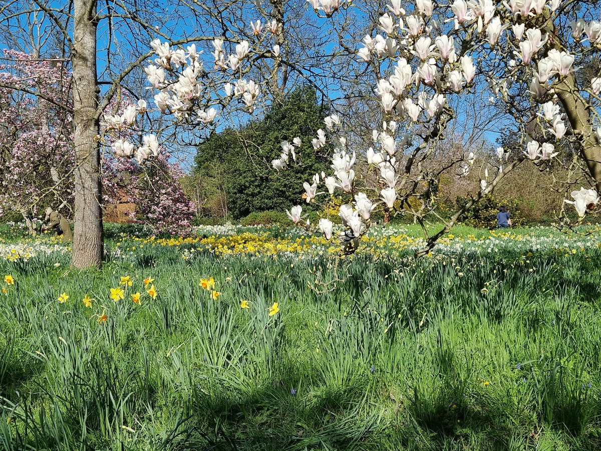 Today, we visited <a href="/HRP_palaces/">Historic Royal Palaces</a> Hampton Court Palace with our humans and Jake Bear, who wanted to see the Spring flowers. The weather was lovely, and we all enjoyed the blossom and daffodils. A train ride there and a bus trip home completed a great day out.