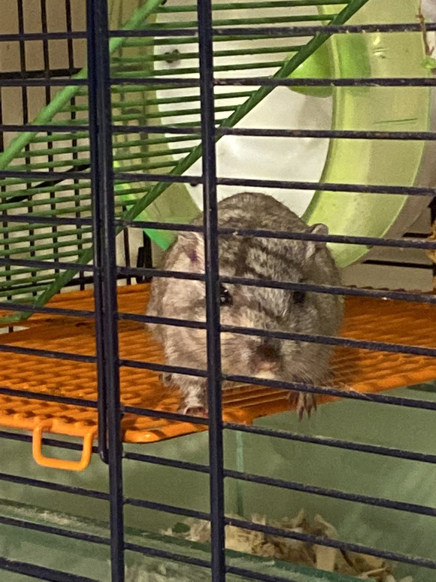 ageparsnip's tweet photo. @JamesMarriottYT Lev the gerbil, she’s a little gremlin https://t.co/fWq6yzUgzW